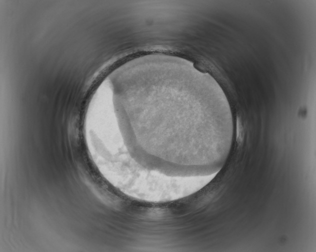 X0000115560204200912181625