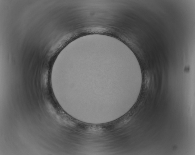 X0000115560206200912181625