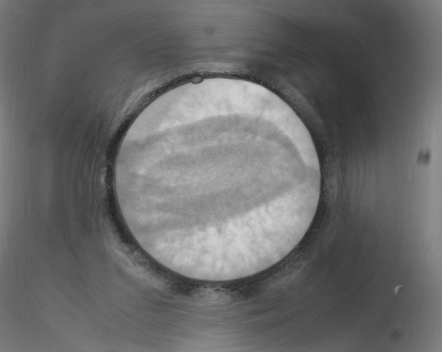 X0000115560207200912181625