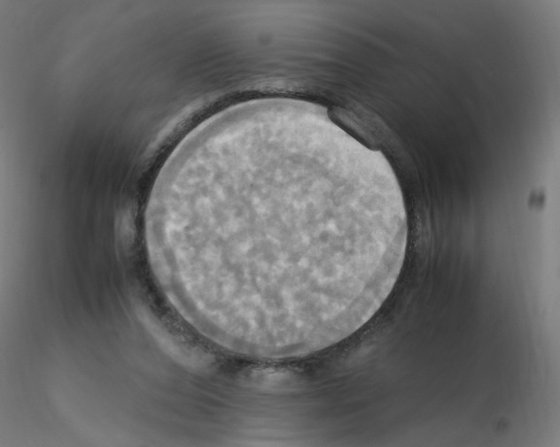 X0000115560208200912181625