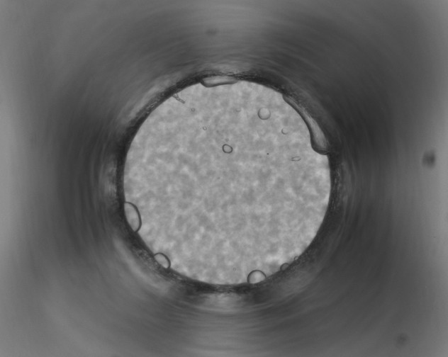 X0000115560212200912181625