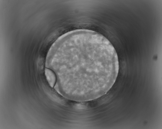 X0000115560232200912181625