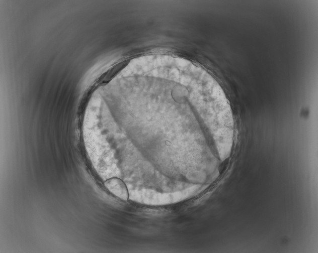 X0000115560245200912181624