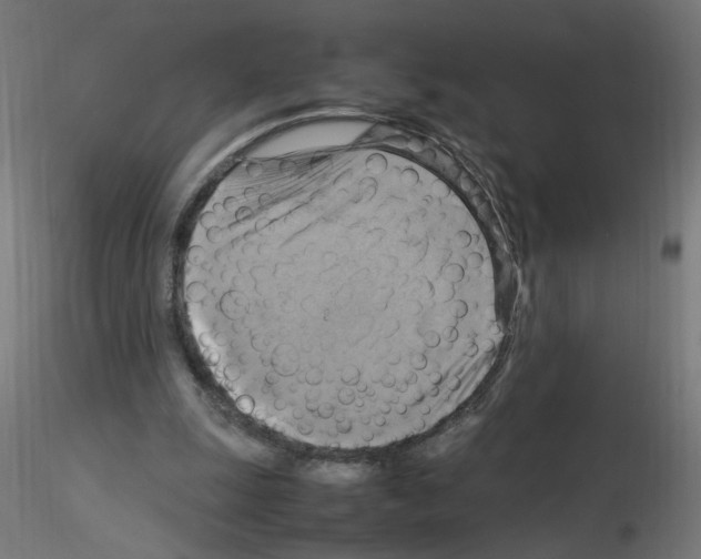 X0000115560247200912181624