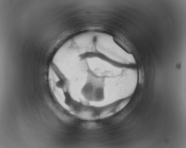 X0000115560253200912181624