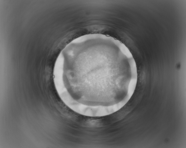 X0000115560283200912181624