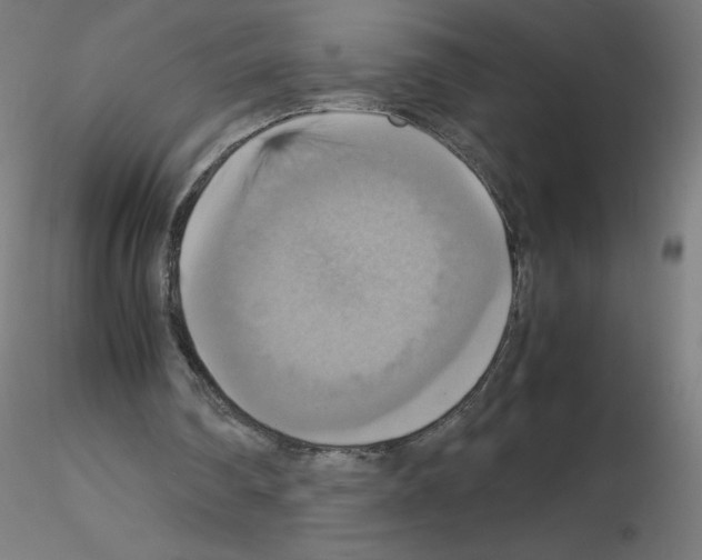 X0000115560290200912181624