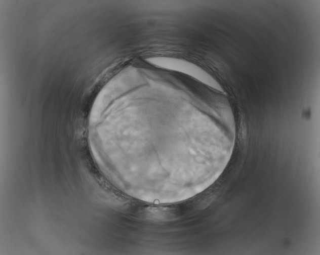 X0000115560367200912181623