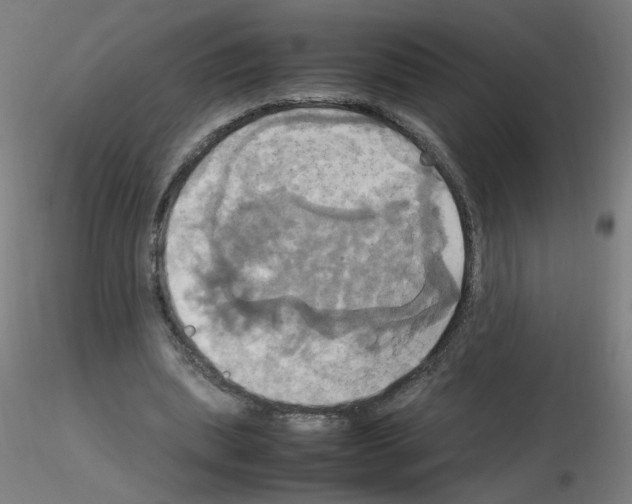 X0000115560439200912181621