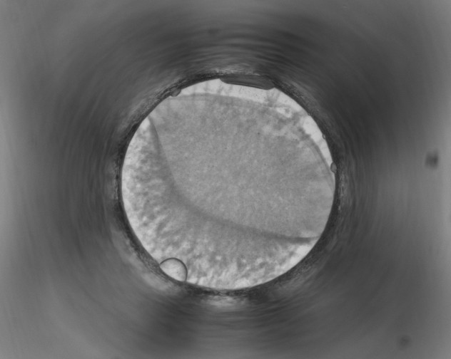 X0000115560453200912181621