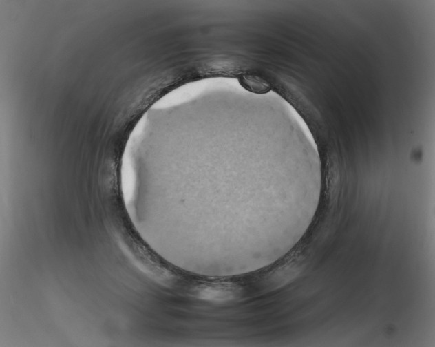 X0000115560459200912181621