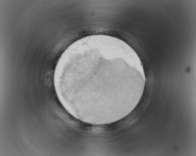 X0000115560462200912181621