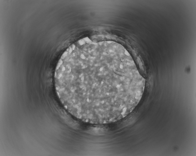 X0000115560466200912181621