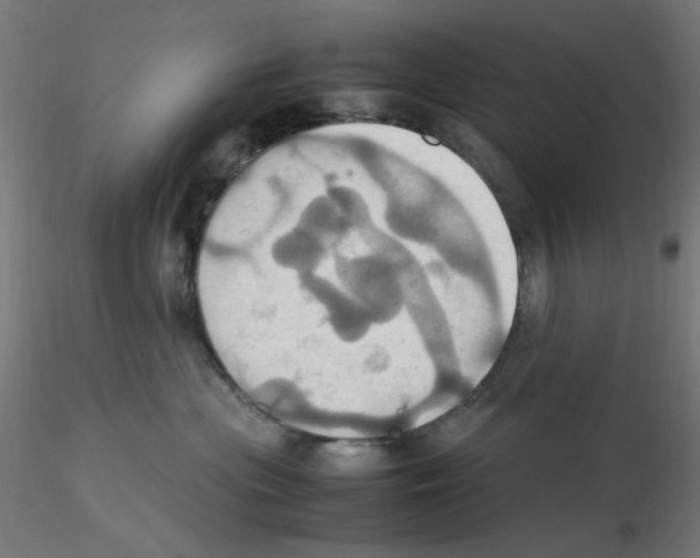 X0000115560477200912181621