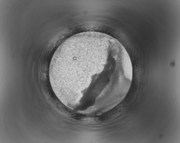 X0000115560499200912181620