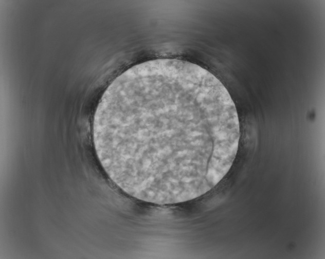 X0000115560523200912181620