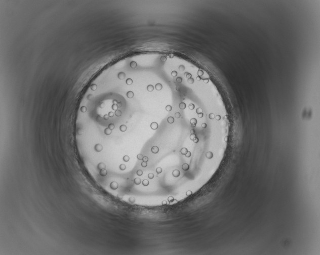 X0000115560529200912181619