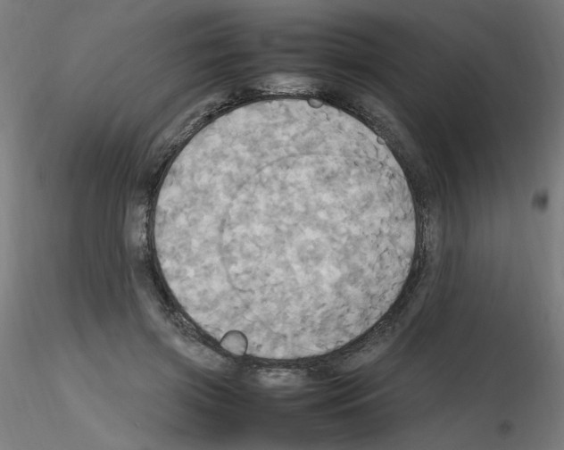 X0000115560549200912181620