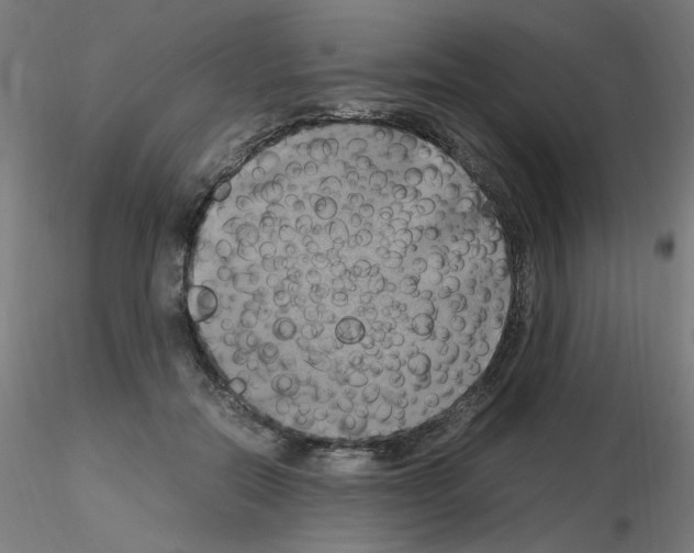 X0000115560554200912181620