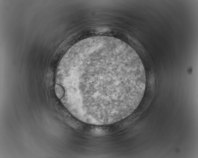 X0000115560565200912181620