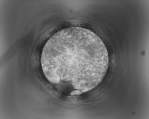 X0000115560615200912181619