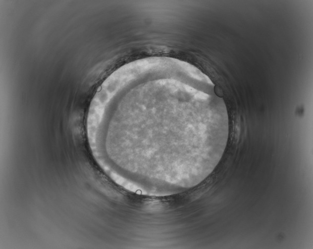 X0000115560616200912181619