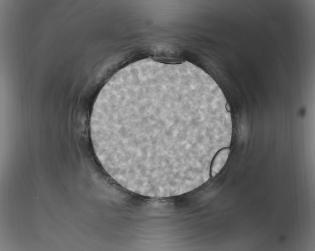 X0000115560619200912181619