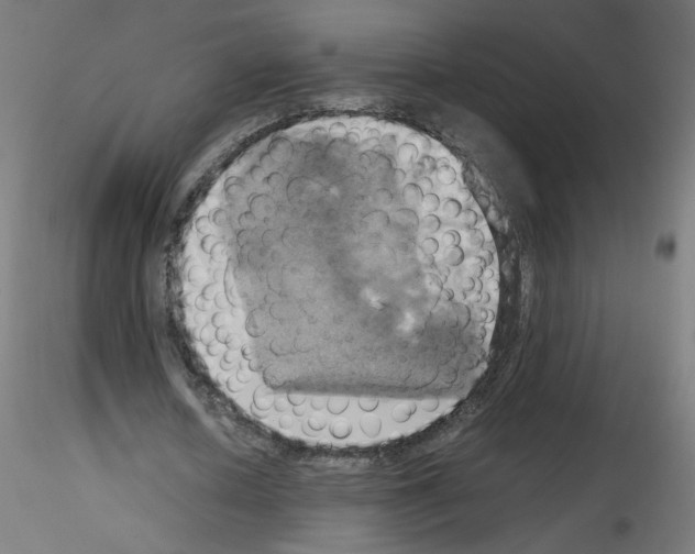 X0000115560626200912181618