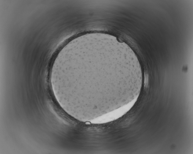 X0000115560627200912181618