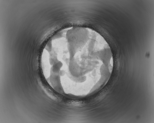 X0000115560638200912181618