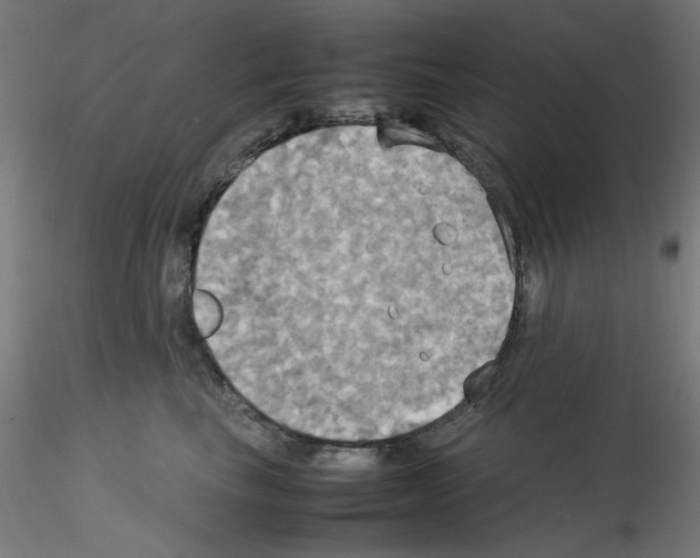 X0000115560665200912181618