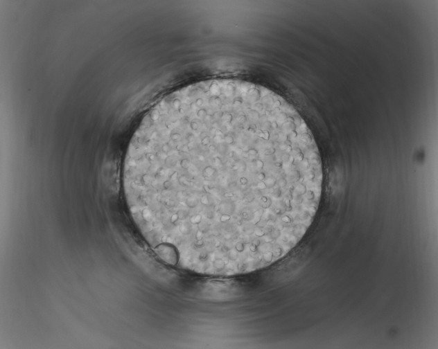 X0000115560666200912181618