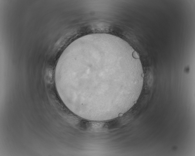 X0000115560709200912181617