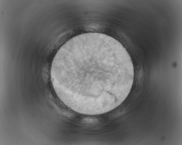 X0000115560749200912181617