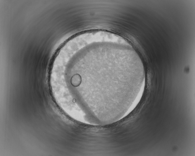 X0000115560780200912181616