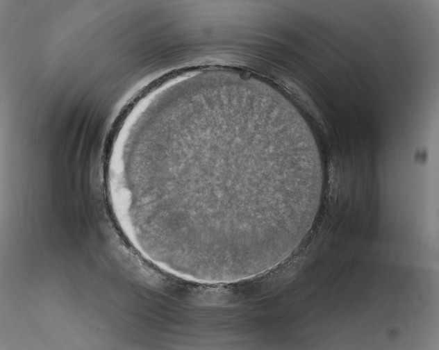 X0000115560784200912181616