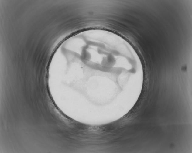 X0000115560799200912181616