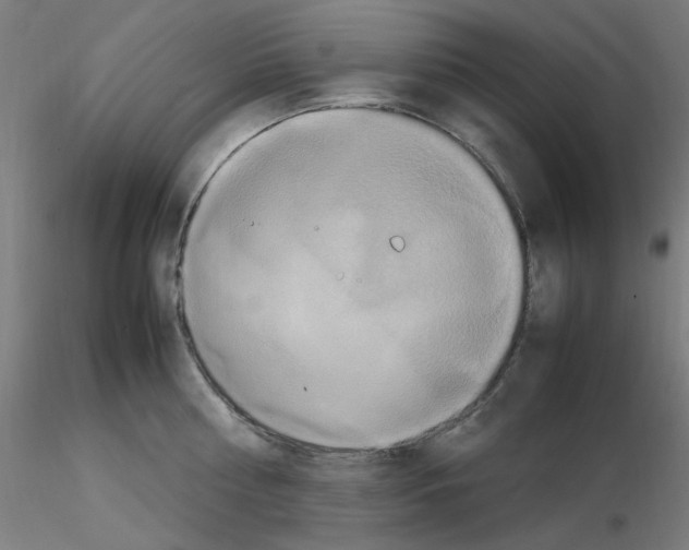 X0000115560810200912181616