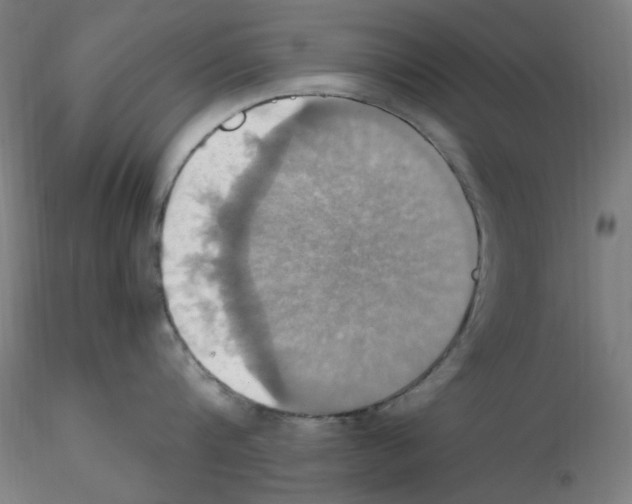 X0000115560816200912181615