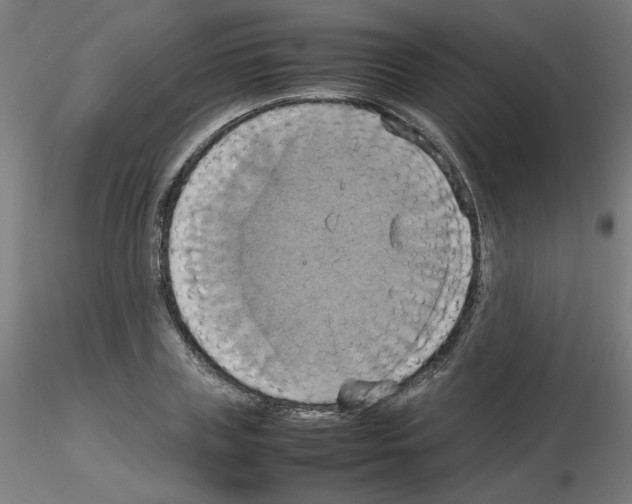 X0000115560835200912181615