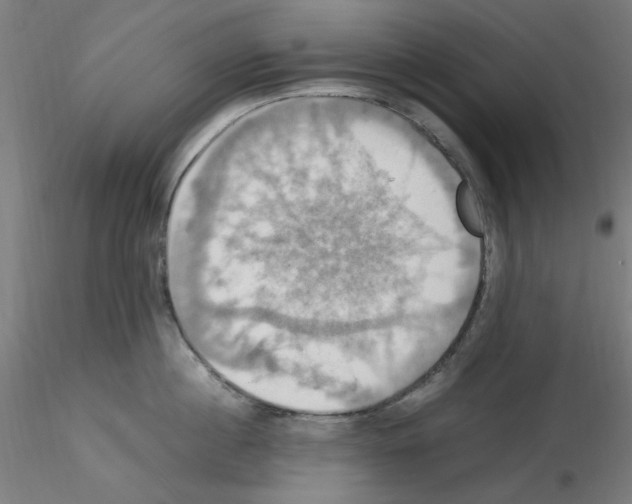 X0000115560860200912181615