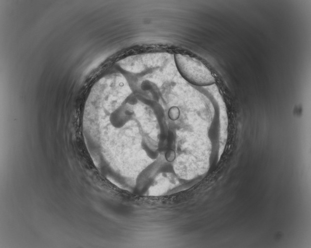 X0000115560871200912181615