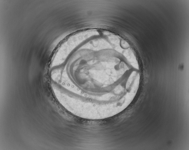 X0000115560875200912181615