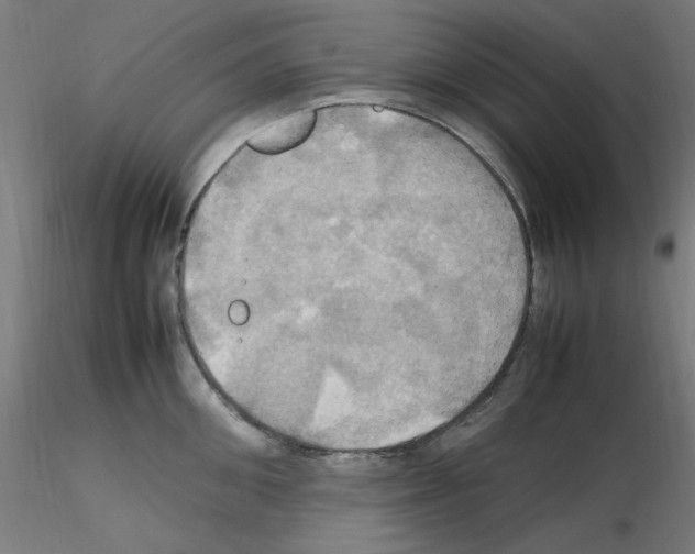 X0000115560906200912181614