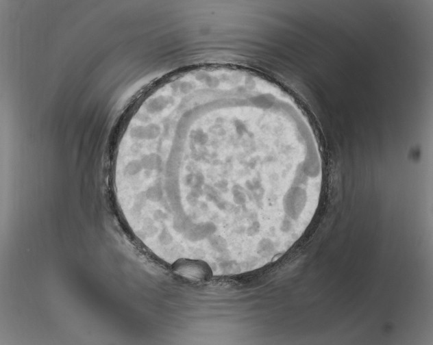 X0000115560979200912181613