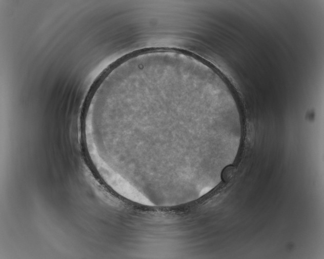 X0000115560980200912181613