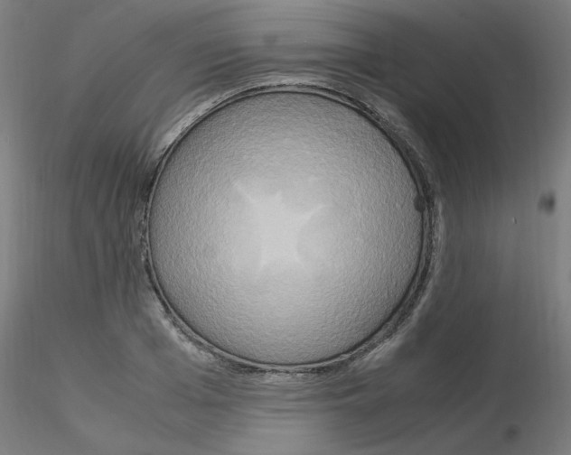 X0000115560985200912181613