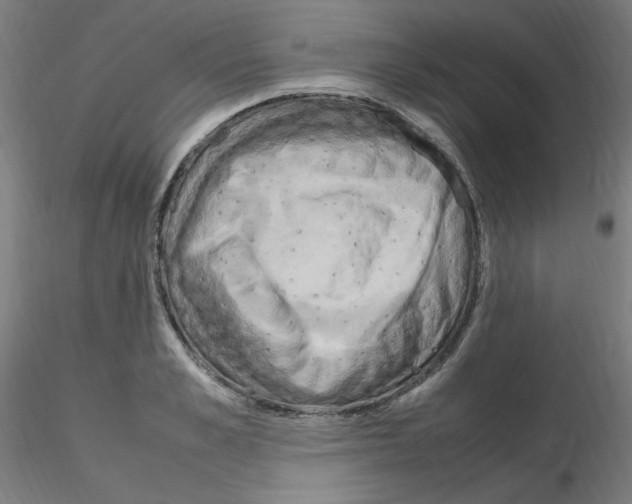 X0000115560989200912181613