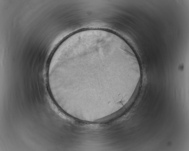 X0000115560990200912181613