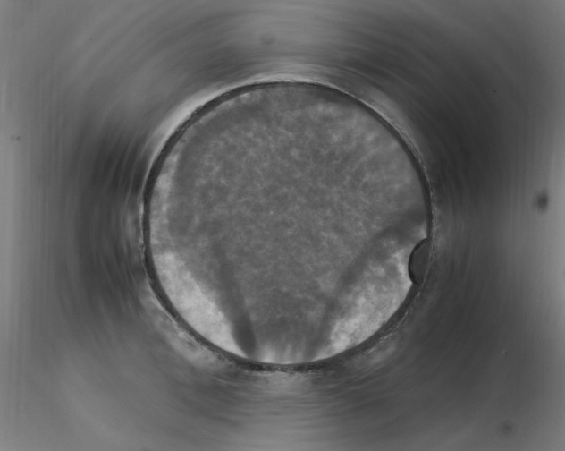 X0000115560996200912181613